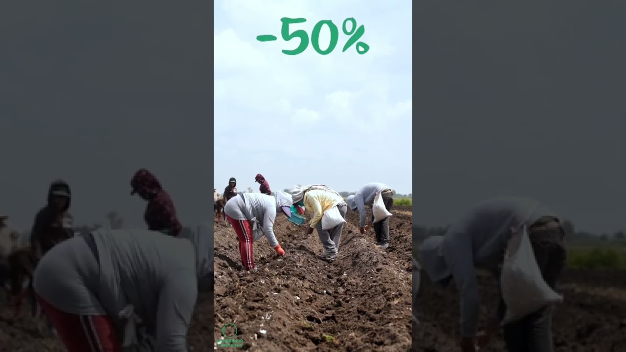 Estrategias de comunicación para empresas del sector agricultura: Sembrando confianza